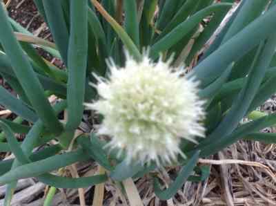 spring onion